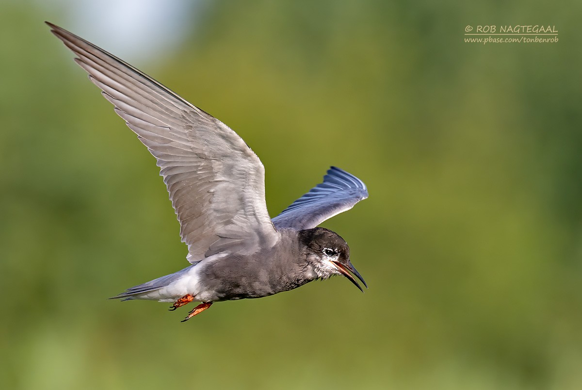 ハシグロクロハラアジサシ - ML622645956