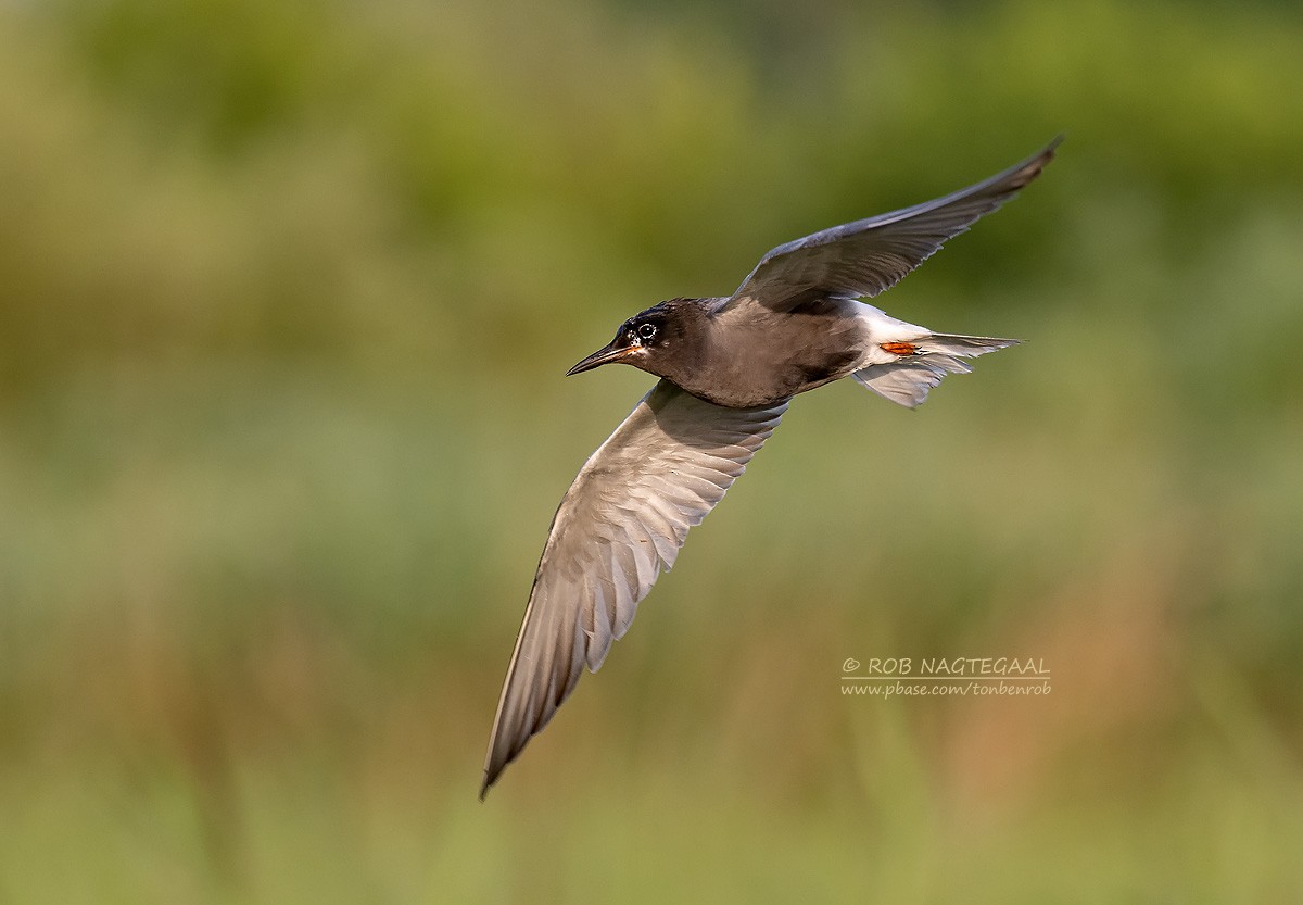 ハシグロクロハラアジサシ - ML622645957