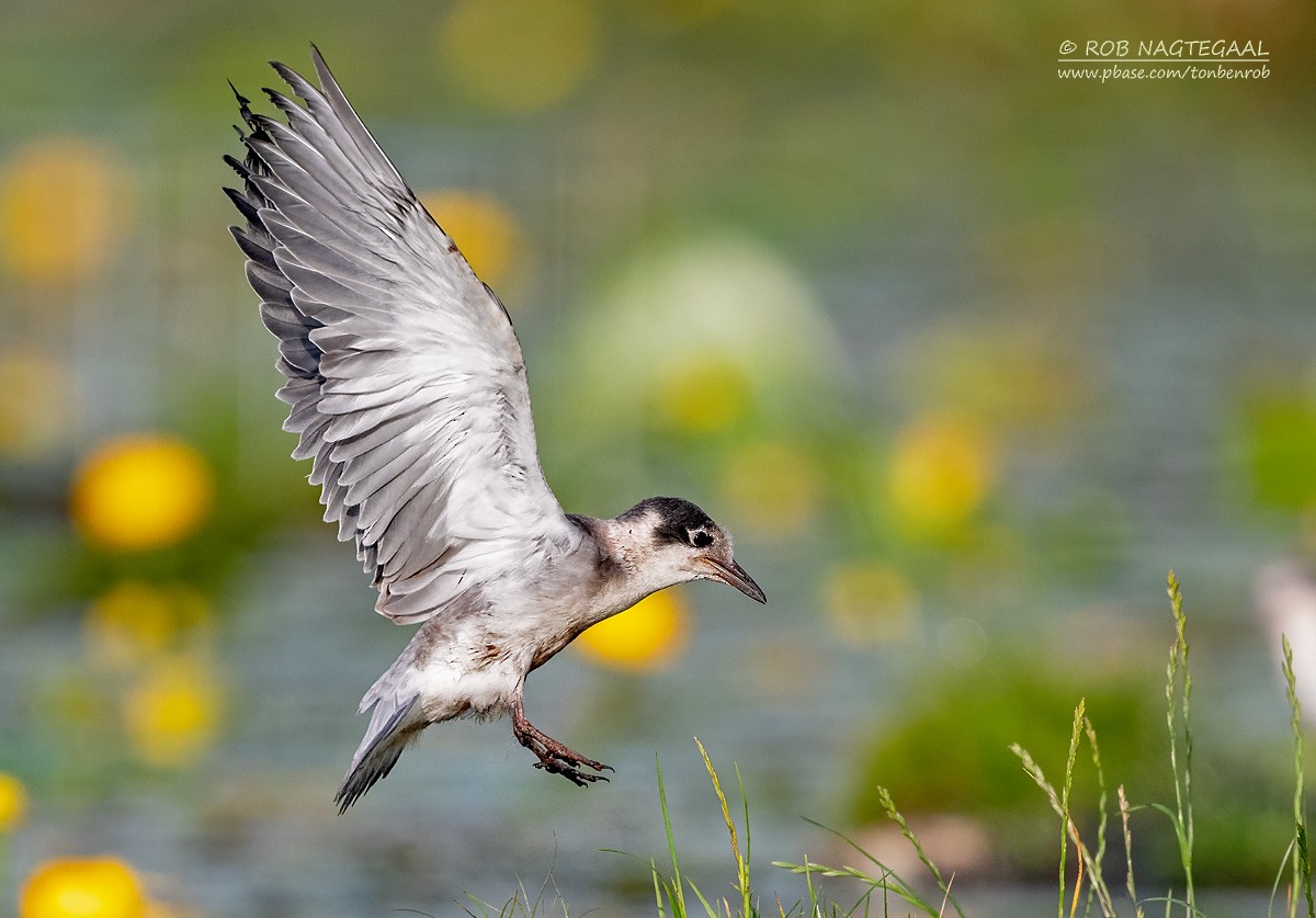 ハシグロクロハラアジサシ - ML622645959