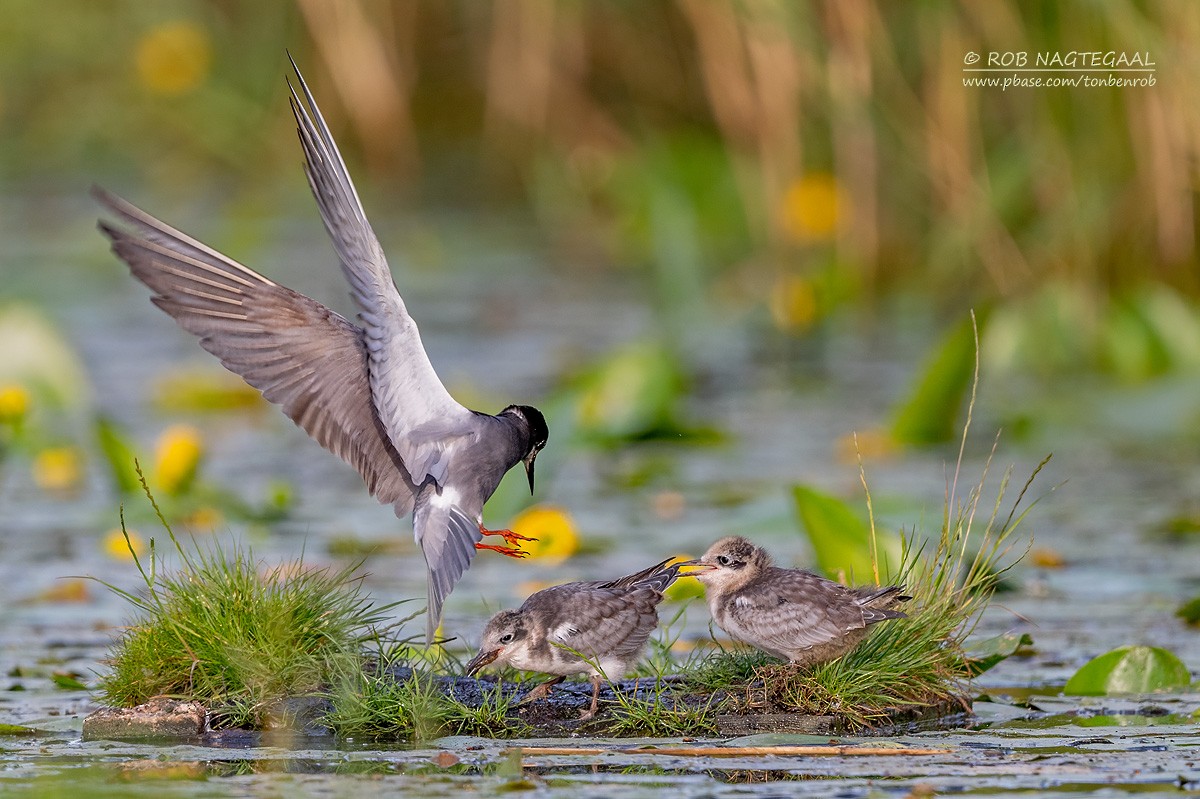 ハシグロクロハラアジサシ - ML622645960