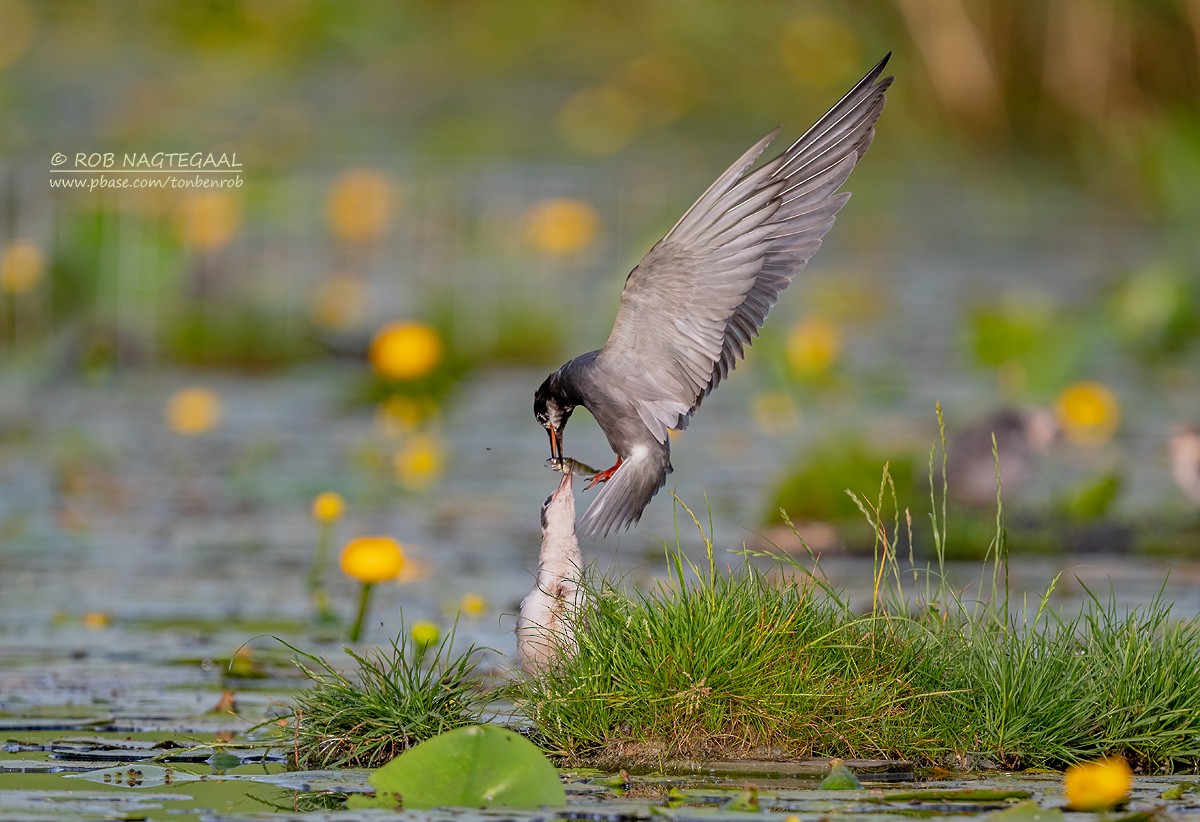 ハシグロクロハラアジサシ - ML622645961