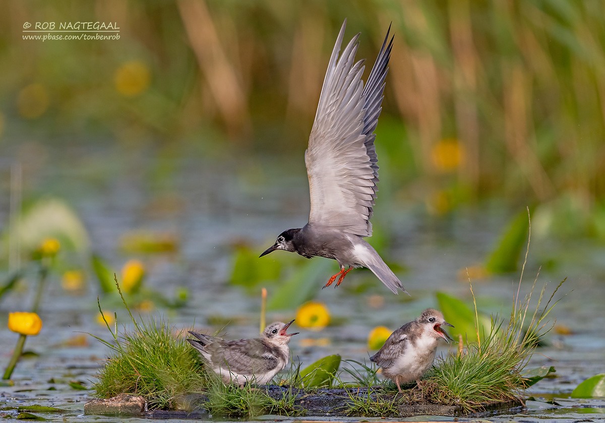 ハシグロクロハラアジサシ - ML622645962