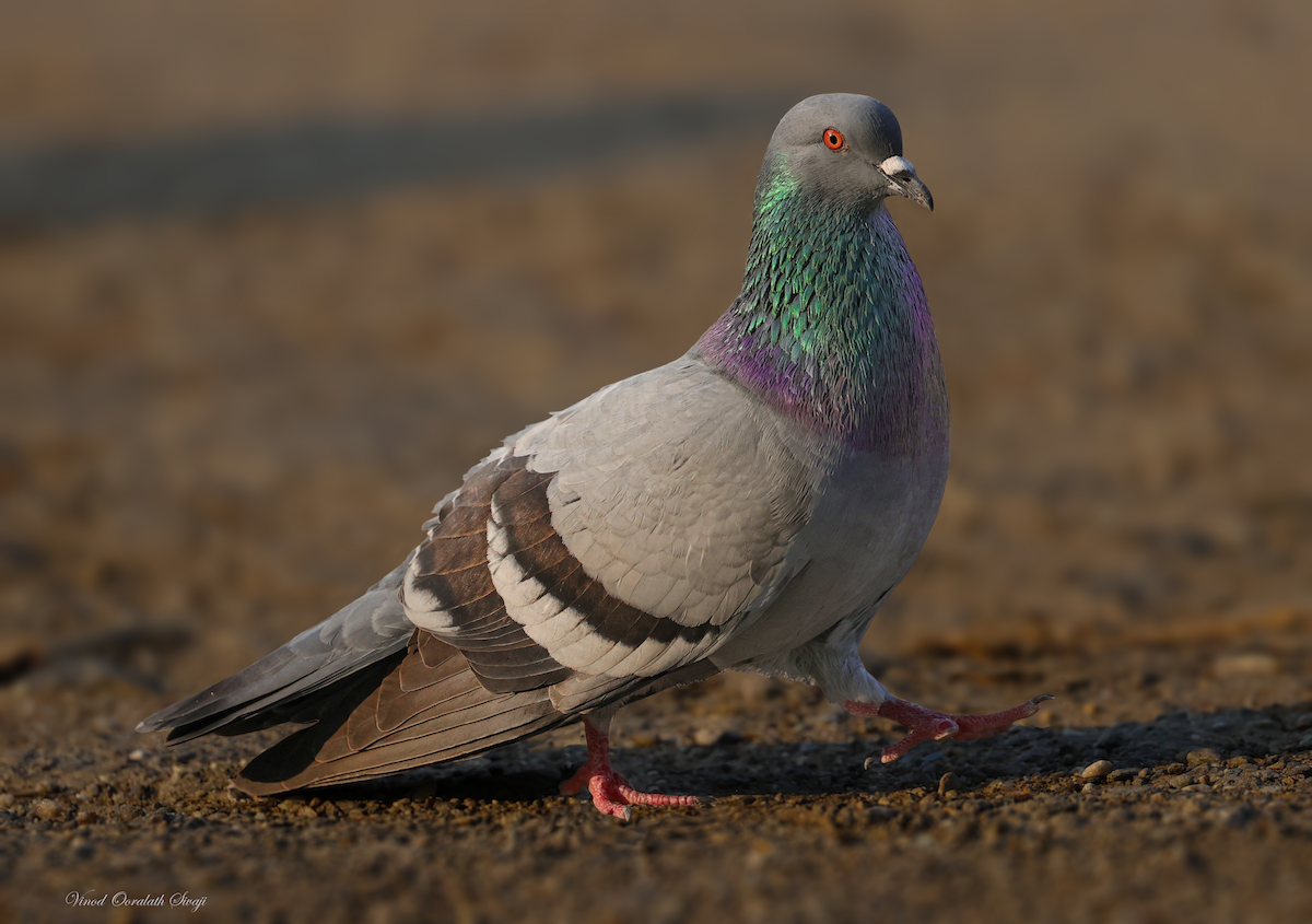 Rock Pigeon (Feral Pigeon) - ML622646011