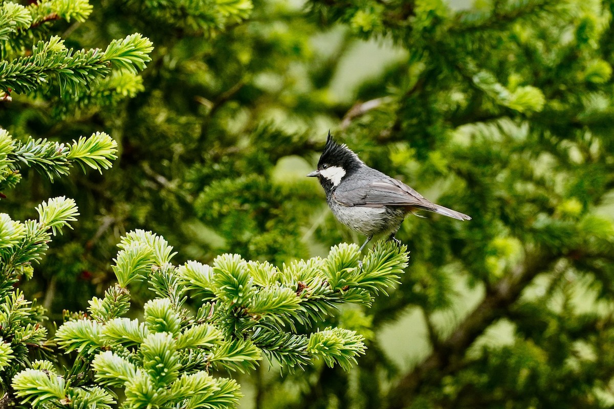 Rufous-vented Tit - Cassie  Liu