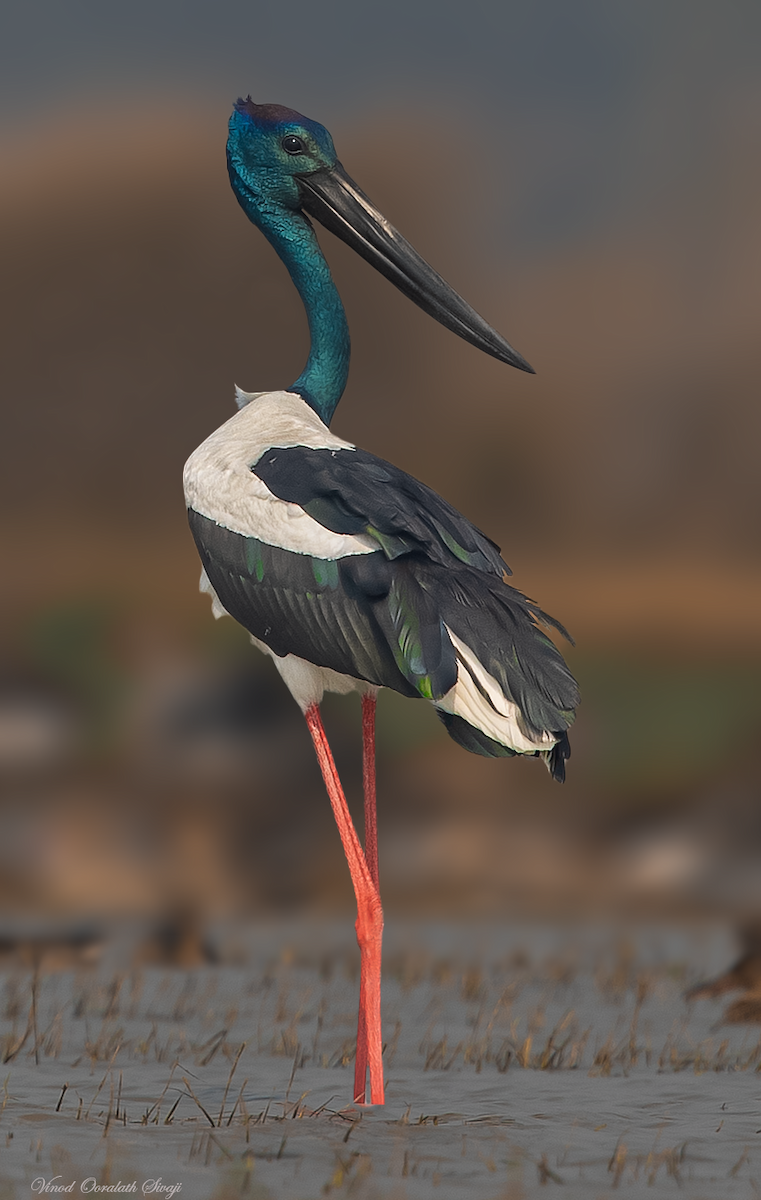 Black-necked Stork - ML622646075