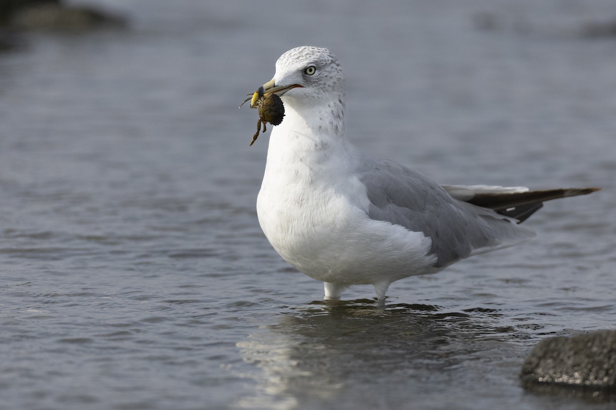 Ring-billed Gull - ML622646101