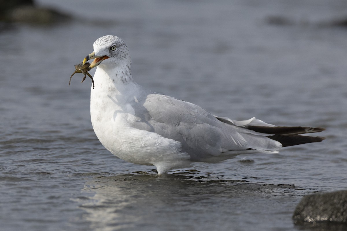 Ring-billed Gull - ML622646102