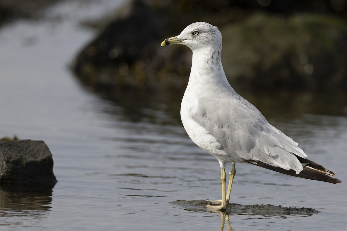 Ring-billed Gull - ML622646103