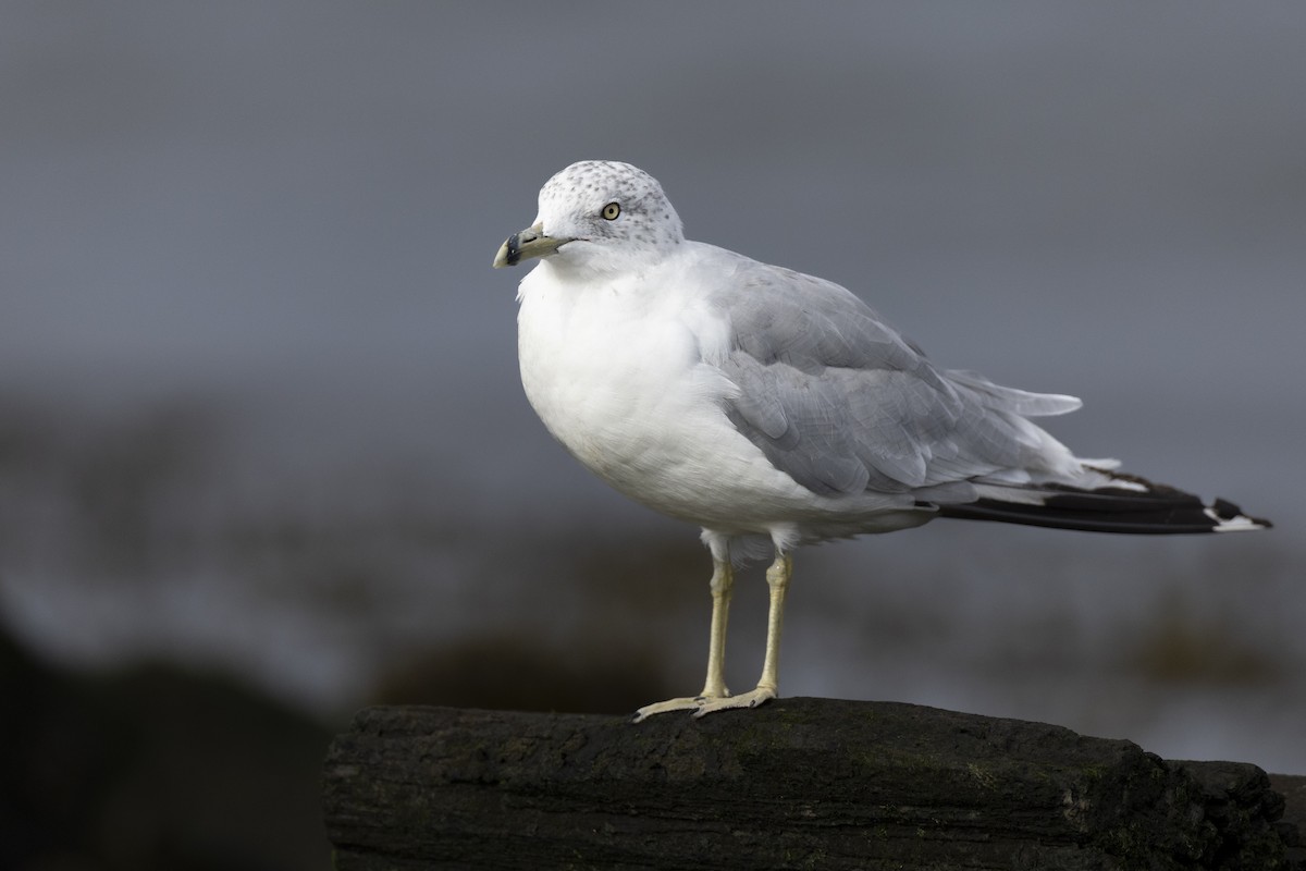 Ring-billed Gull - ML622646105