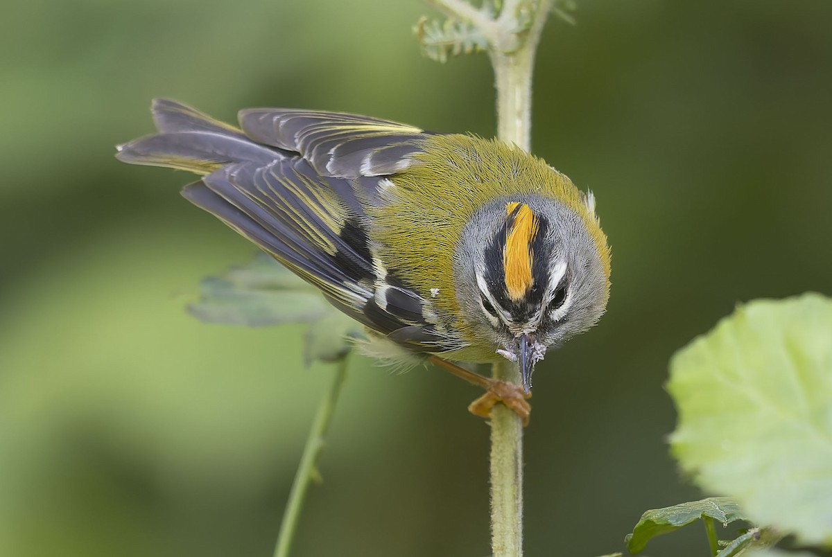 Madeira Firecrest - ML622646130