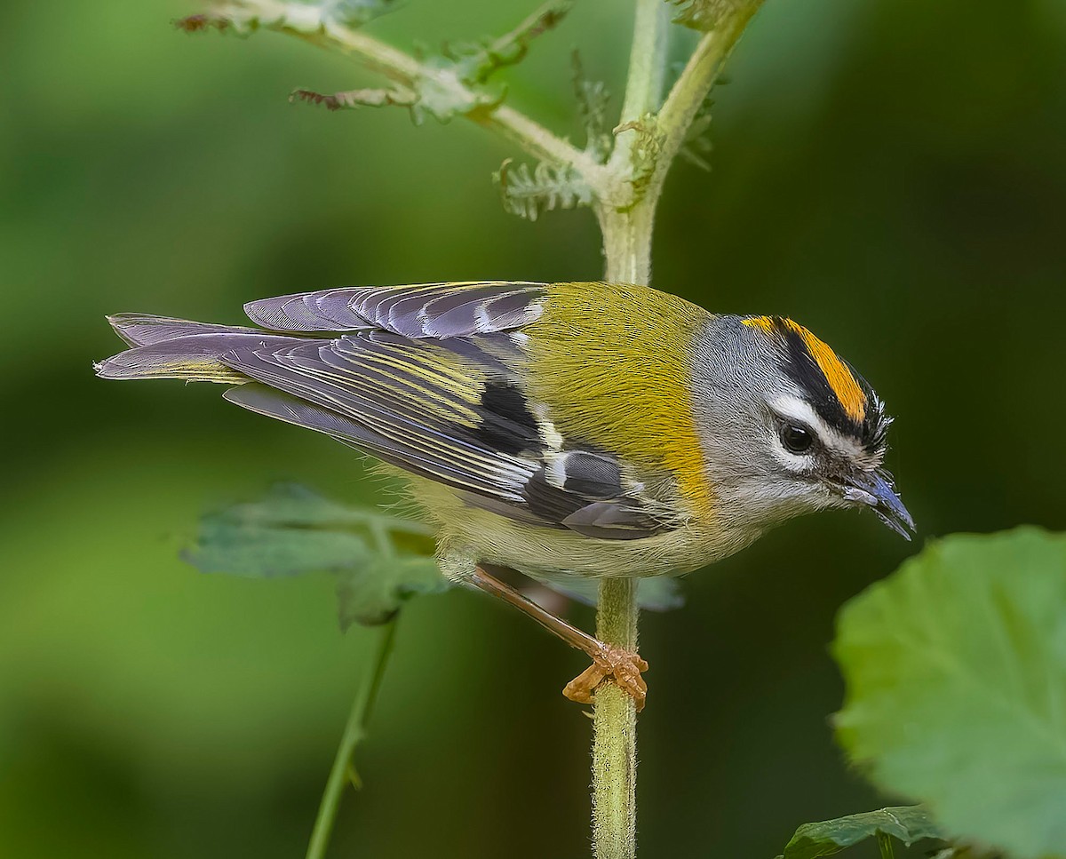 Madeira Firecrest - ML622646144