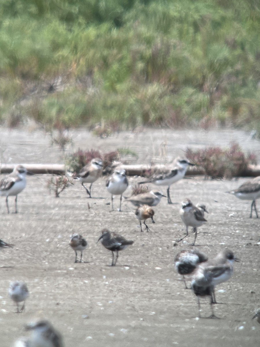 Spoon-billed Sandpiper - ML622646145