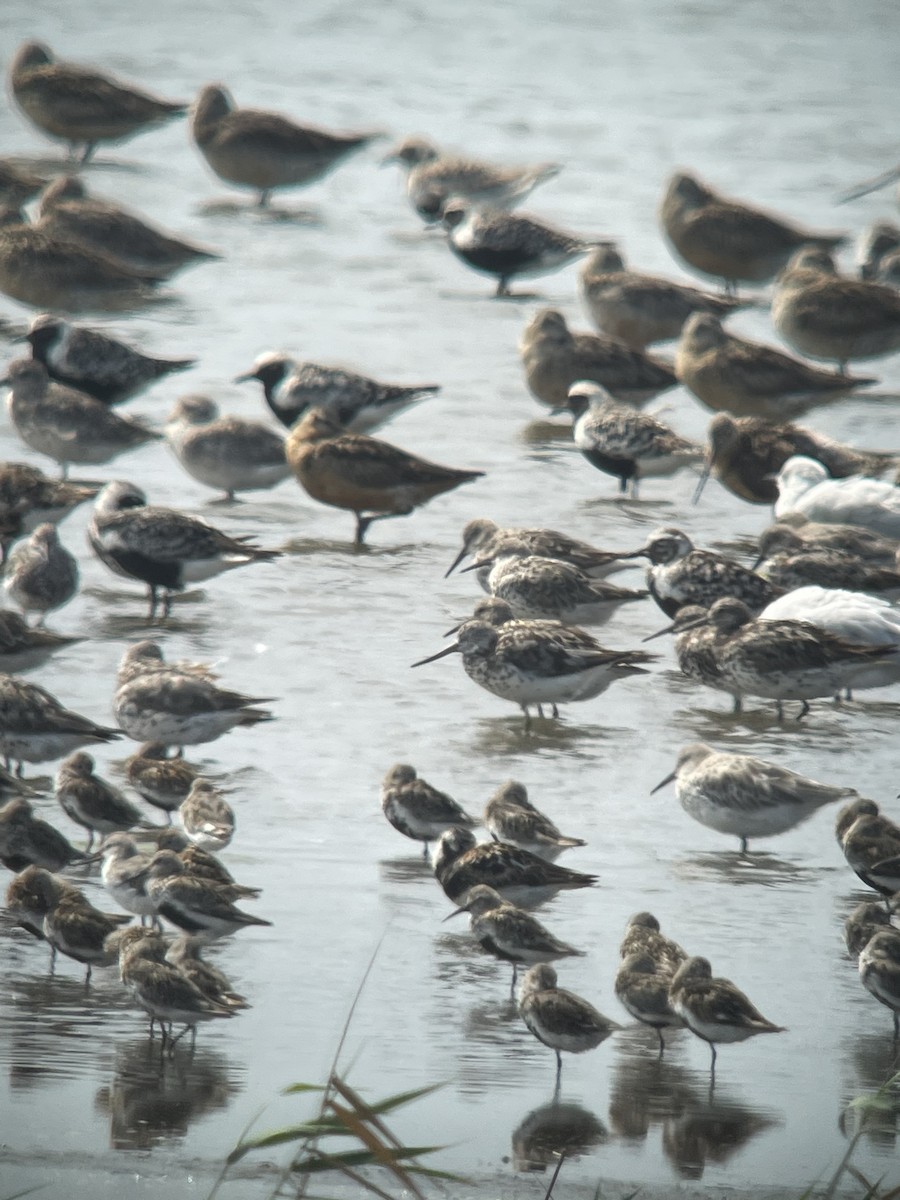 Nordmann's Greenshank - ML622646146