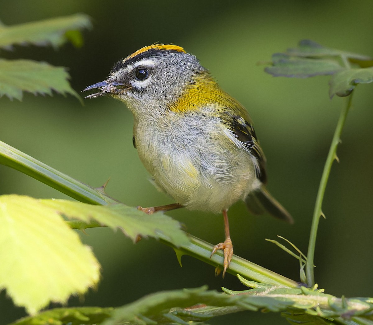 Madeira Firecrest - ML622646150