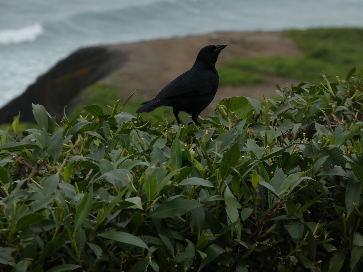 Scrub Blackbird - ML622646159