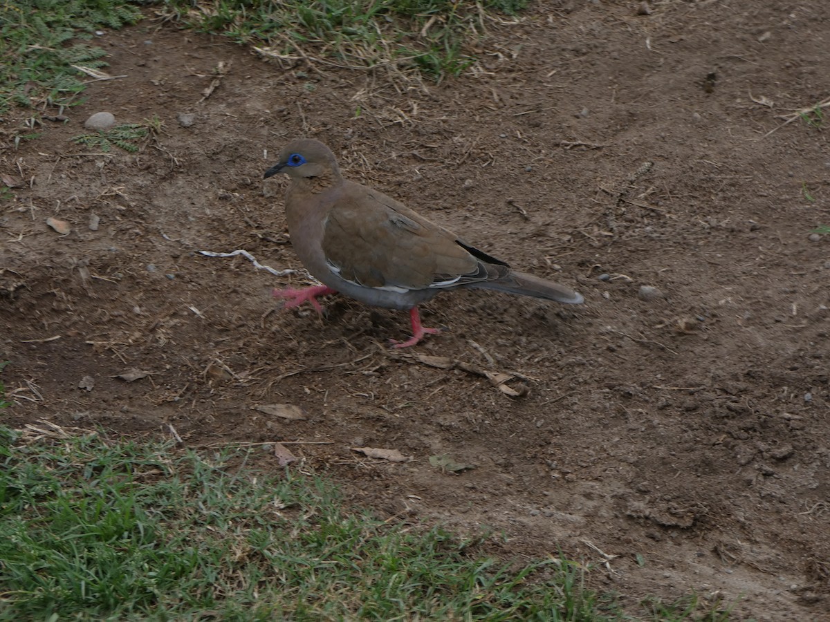 West Peruvian Dove - ML622646163