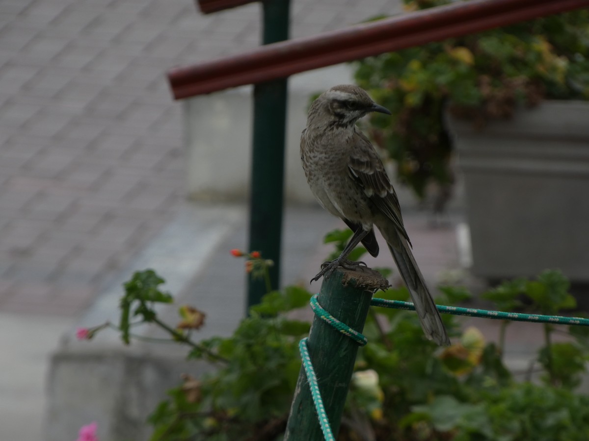 Long-tailed Mockingbird - ML622646175