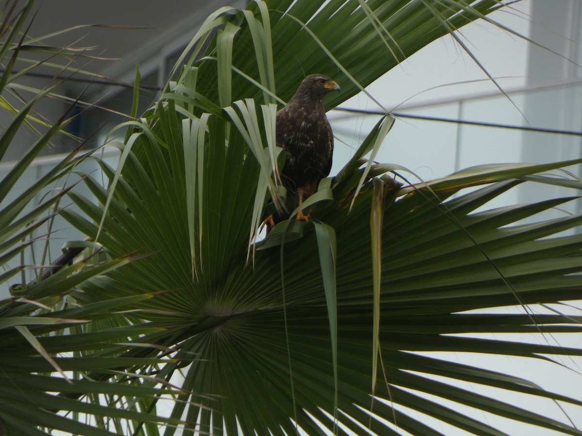 Harris's Hawk (Harris's) - ML622646182