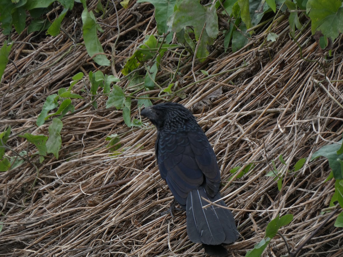 Groove-billed Ani - ML622646190