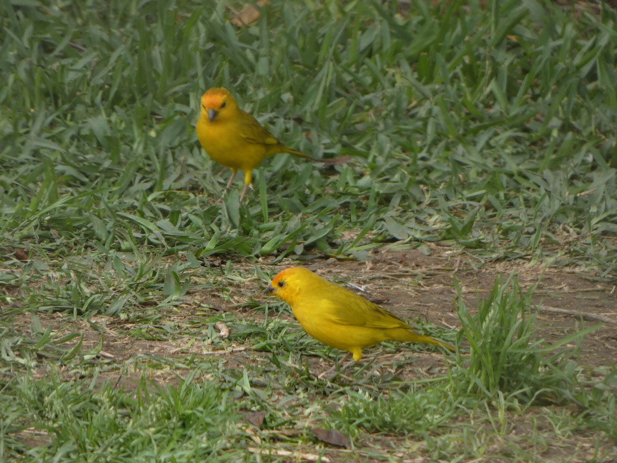 Saffron Finch - ML622646196