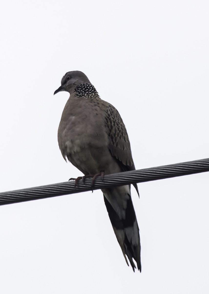 Spotted Dove - ML622646199