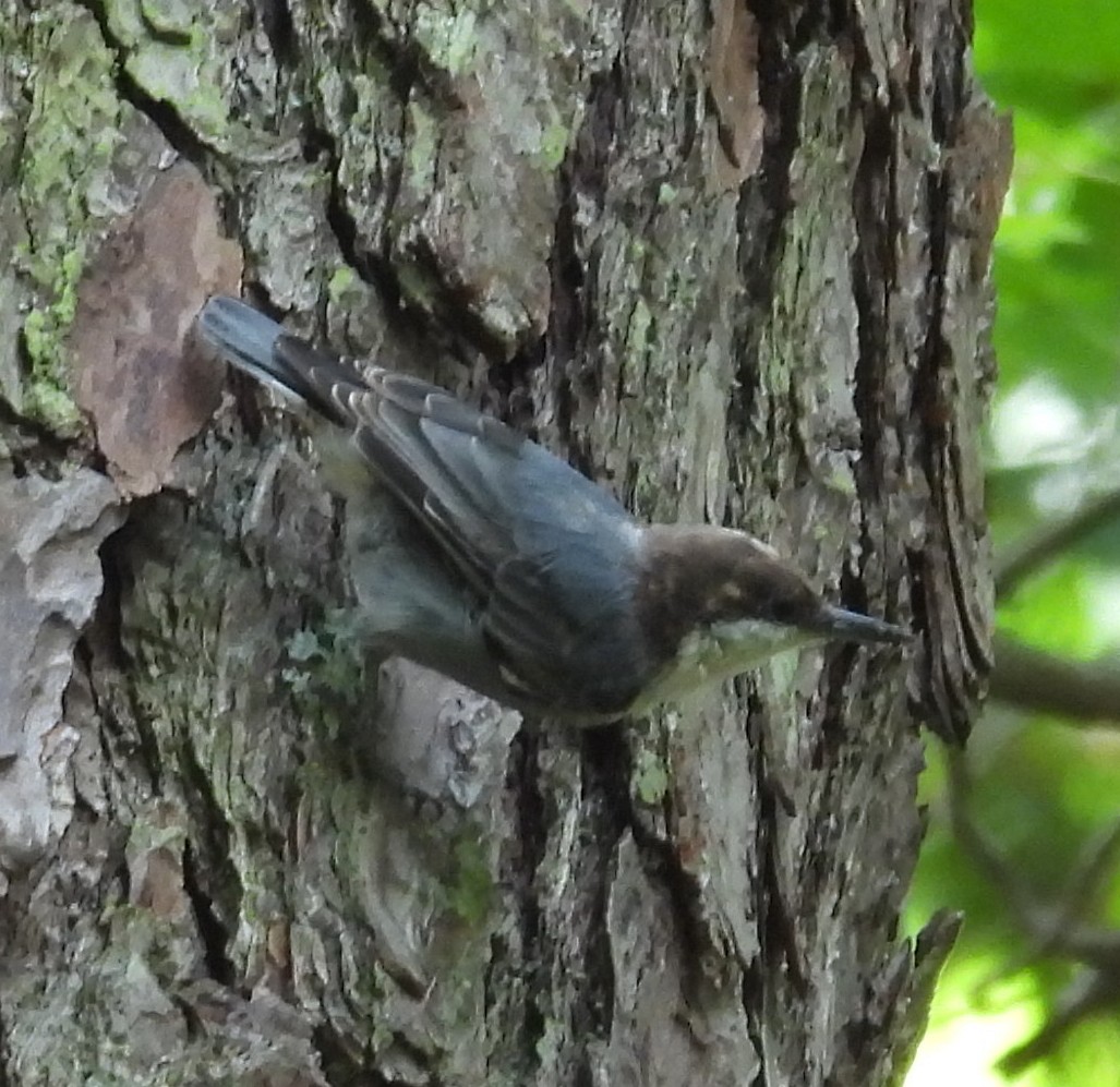 Brown-headed Nuthatch - ML622646207