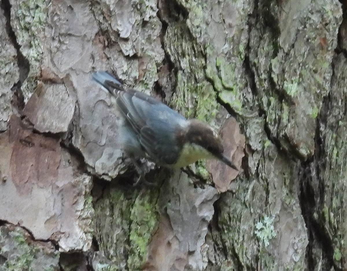 Brown-headed Nuthatch - ML622646208