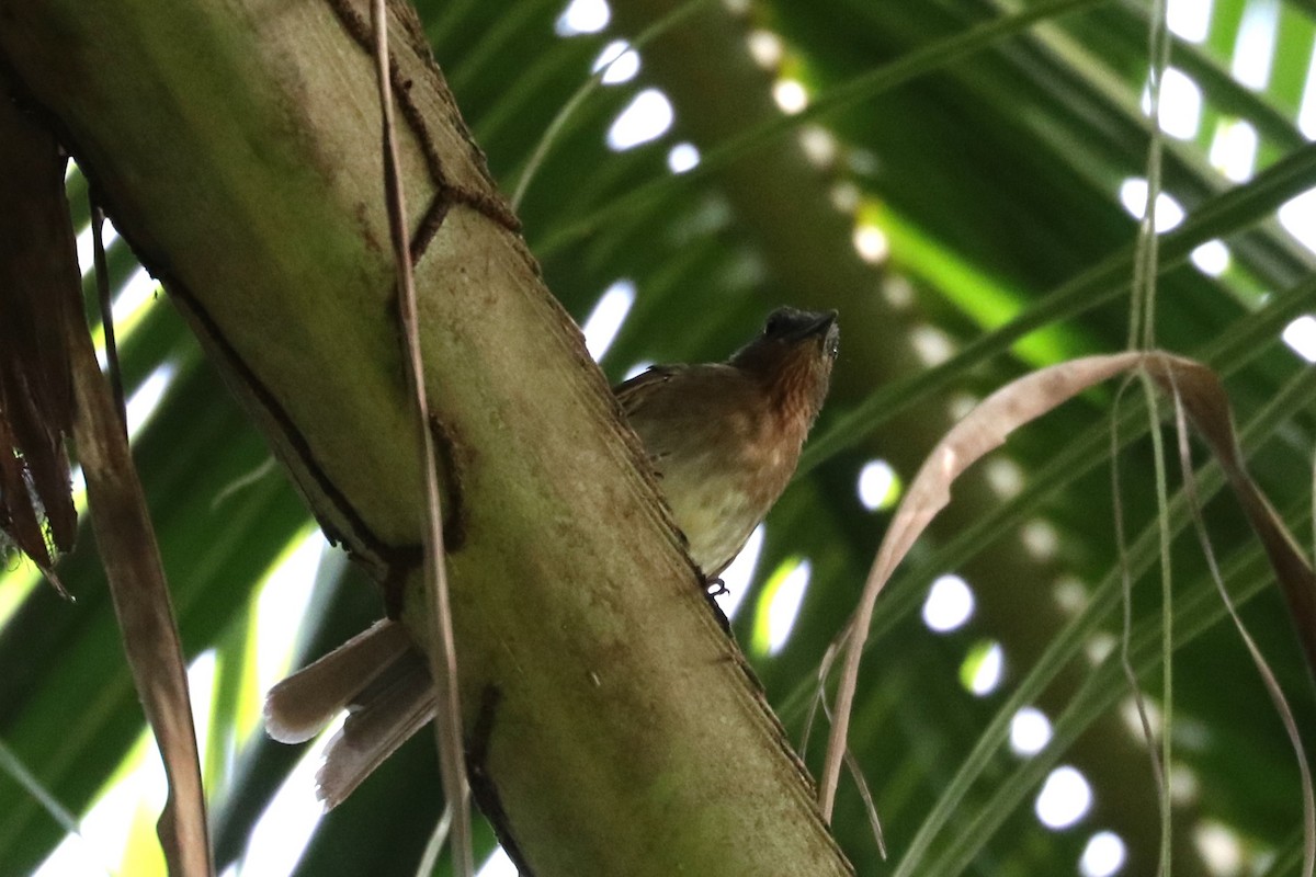 Philippine Bulbul - ML622646241