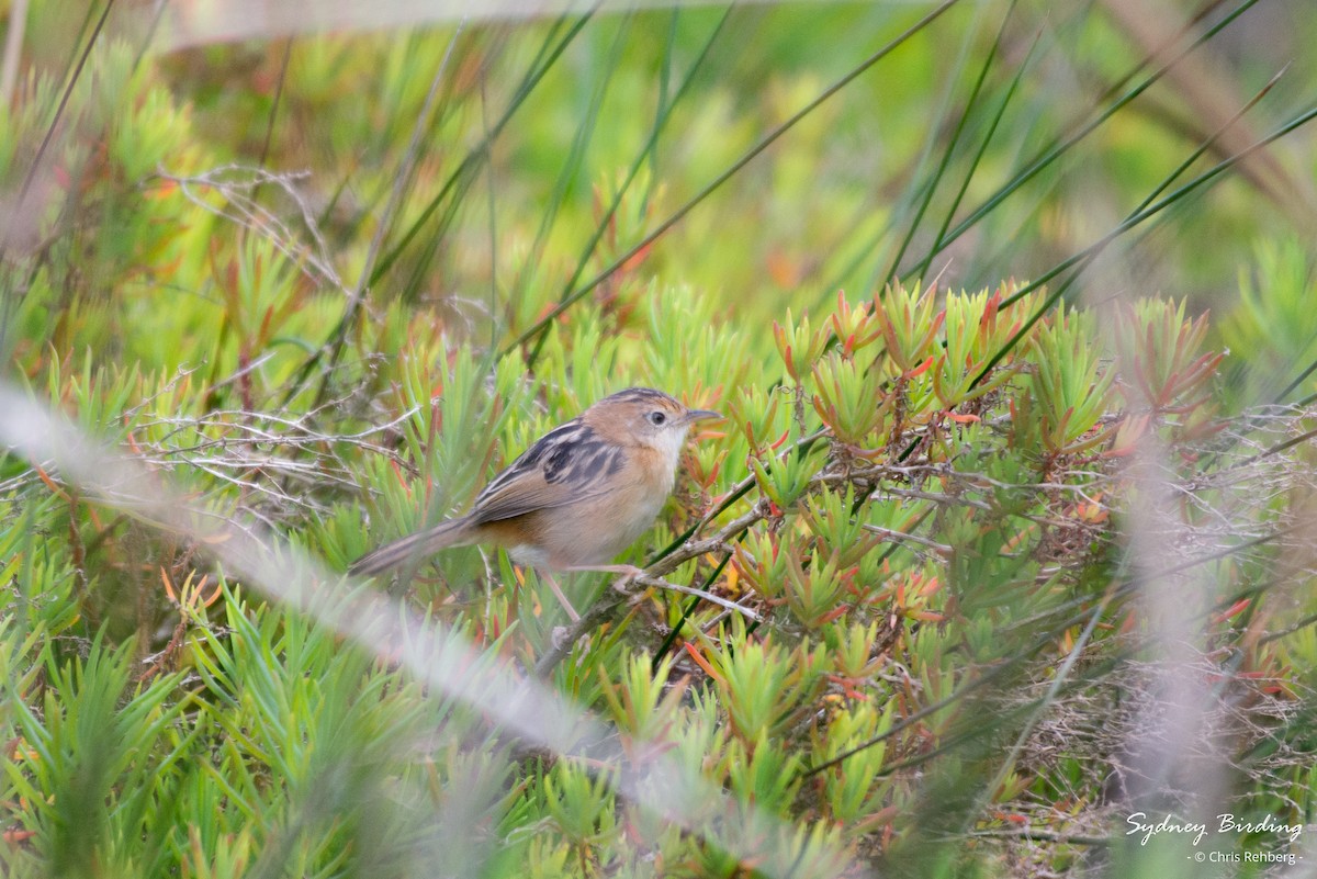 Golden-headed Cisticola - ML622646258