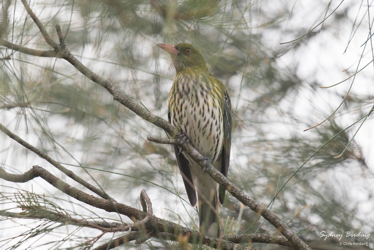 Olive-backed Oriole - ML622646275