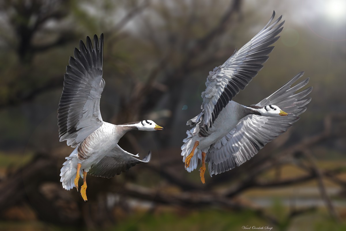 Bar-headed Goose - ML622646382