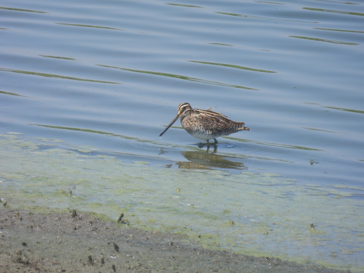 Common Snipe - Carmel Ravid