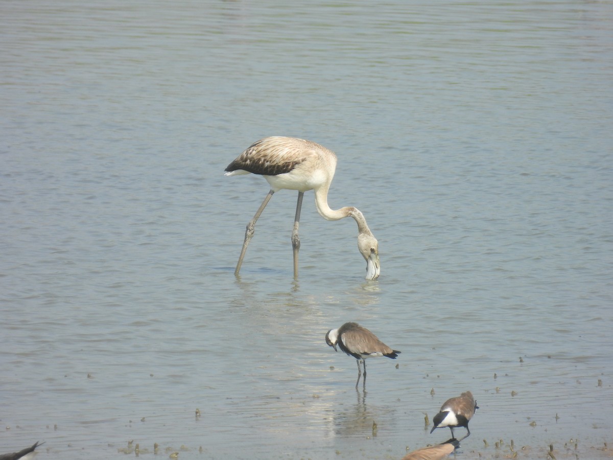 Flamant rose - ML622646454