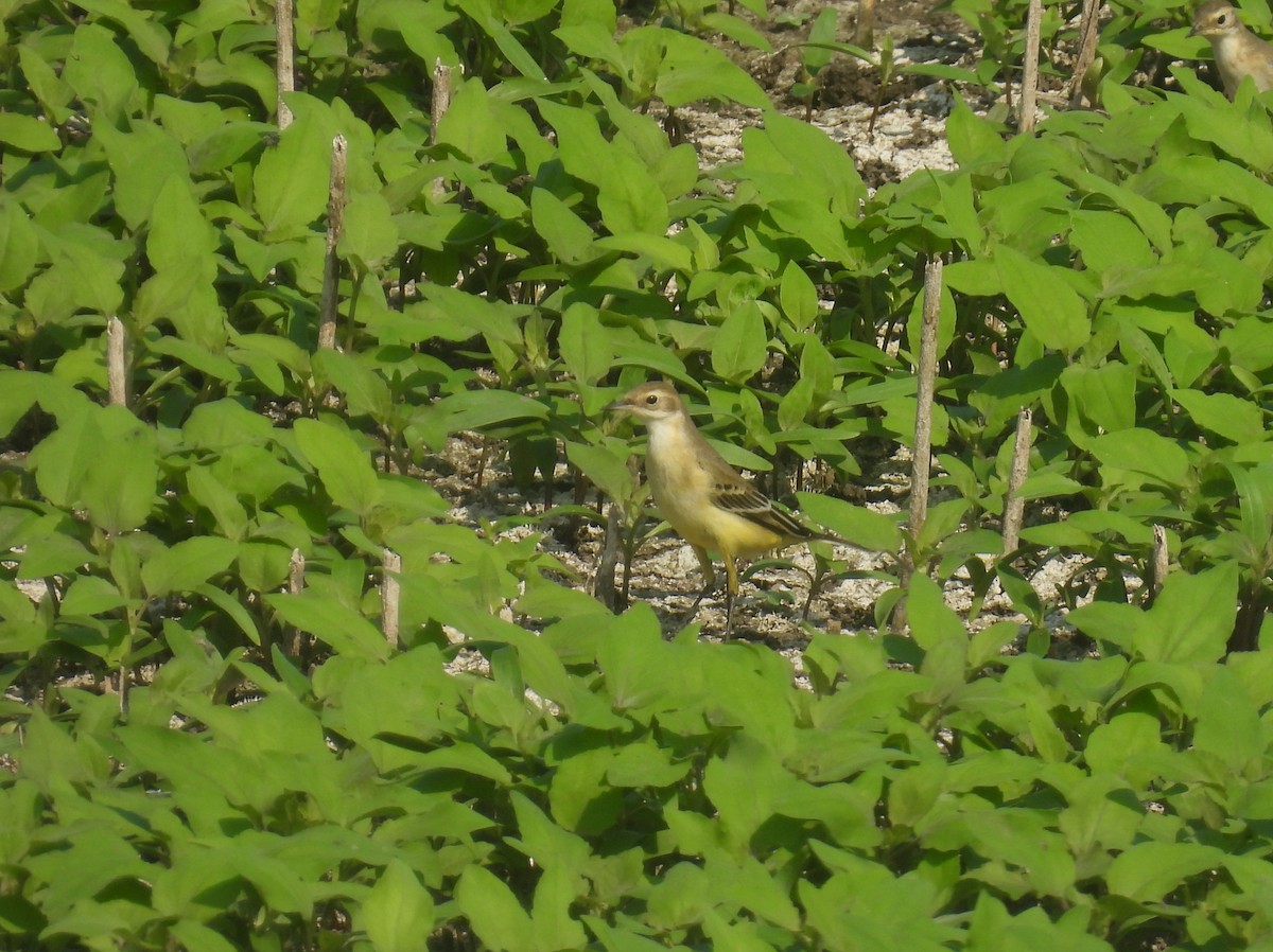 Western Yellow Wagtail - Carmel Ravid