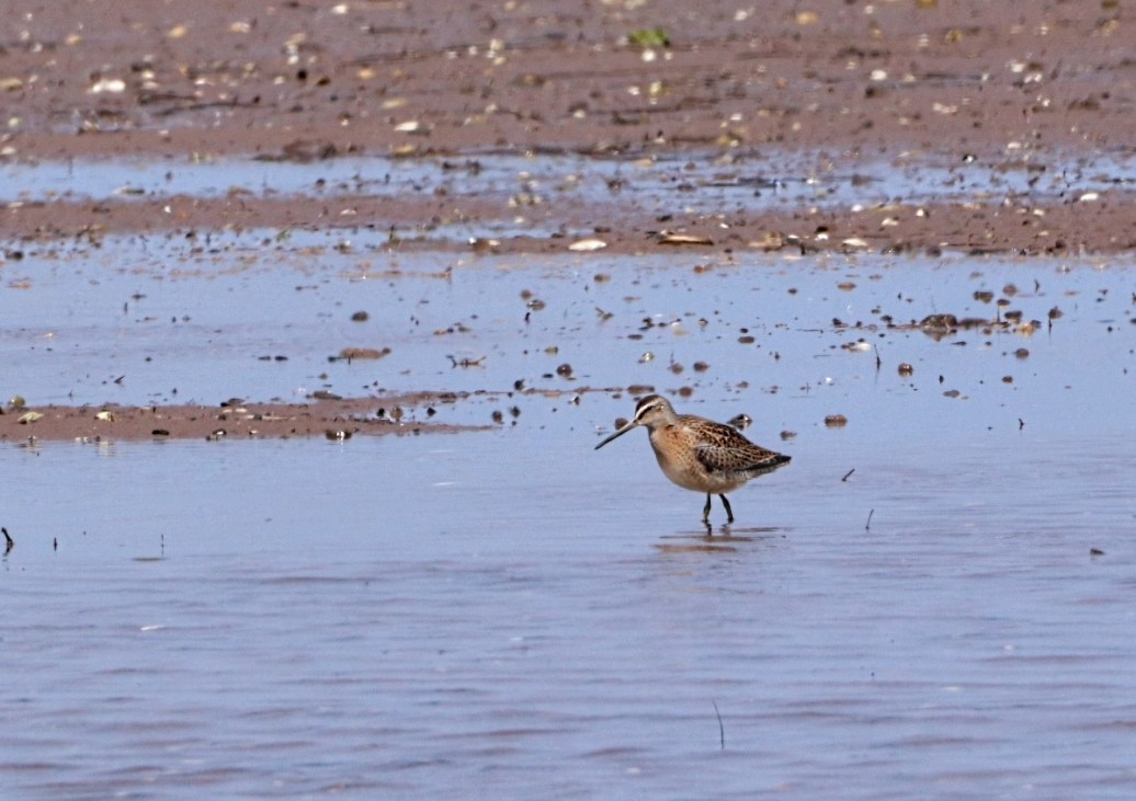 Short-billed Dowitcher - ML622646533