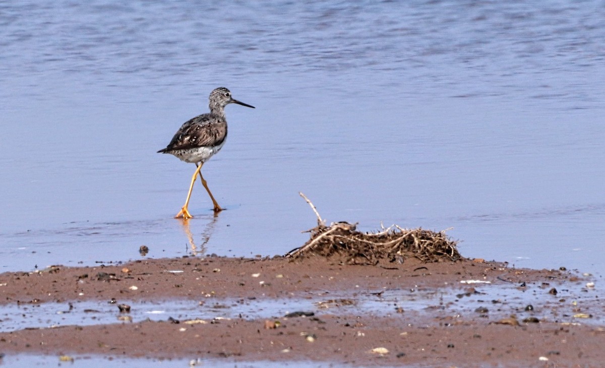Greater Yellowlegs - ML622646573