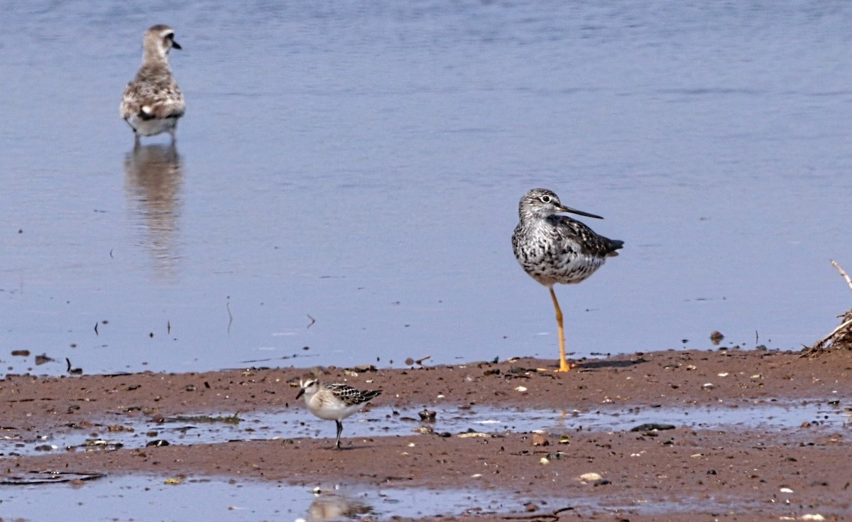 Greater Yellowlegs - ML622646574