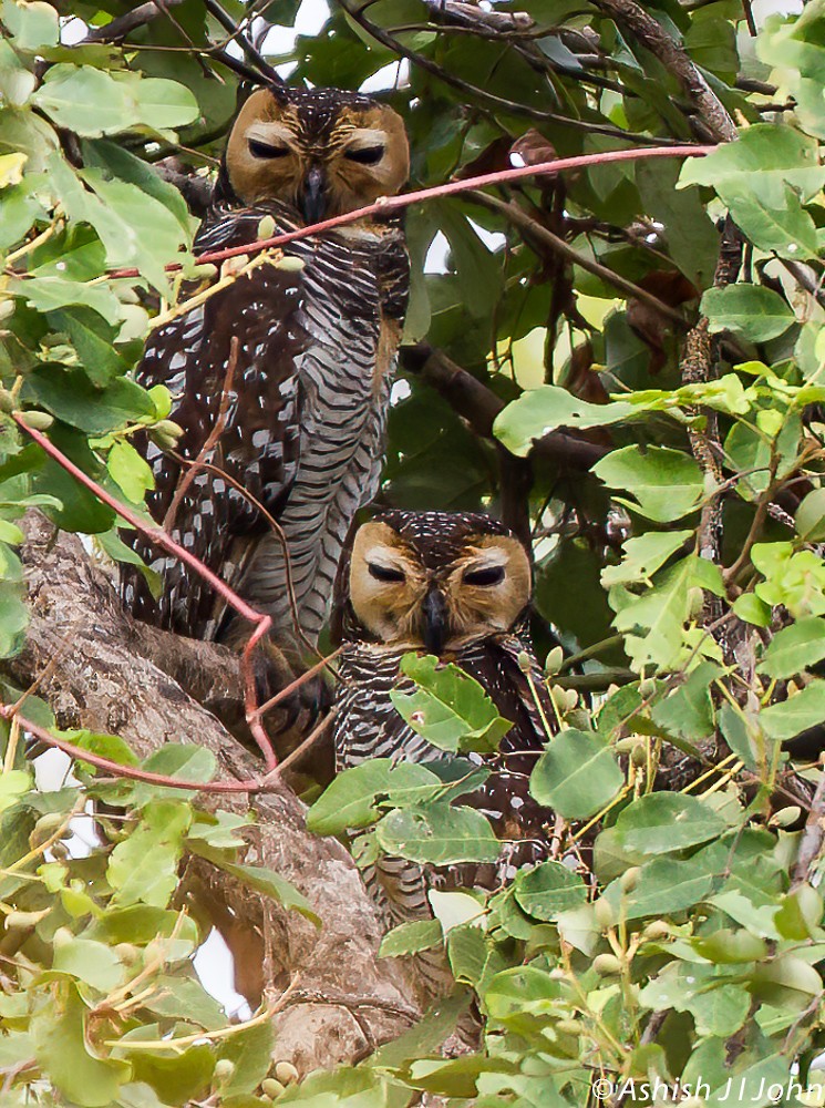 Spotted Wood-Owl - Ashish John