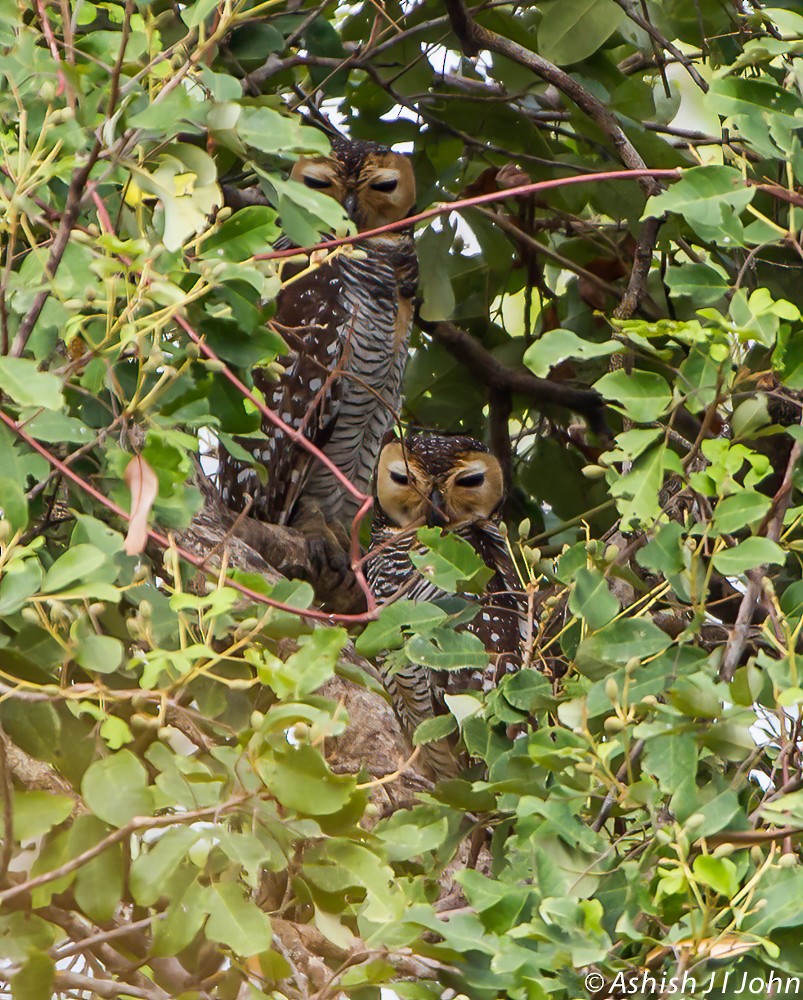 Spotted Wood-Owl - Ashish John