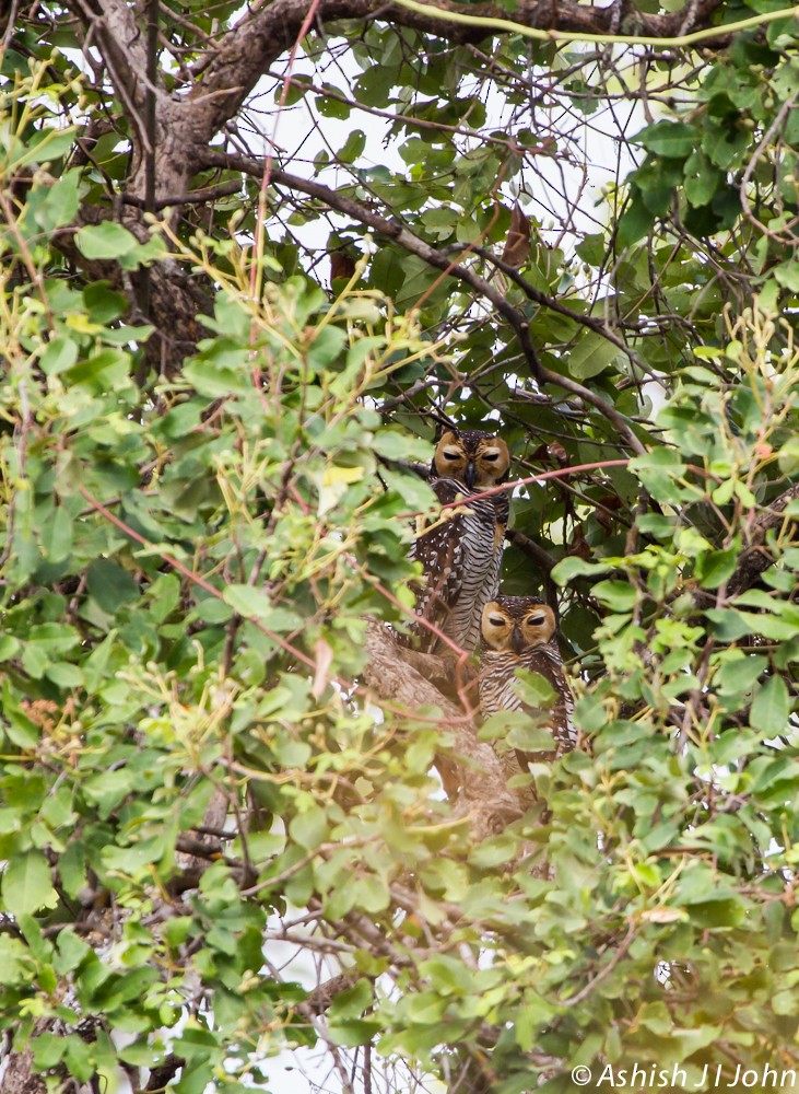 Spotted Wood-Owl - ML622646611