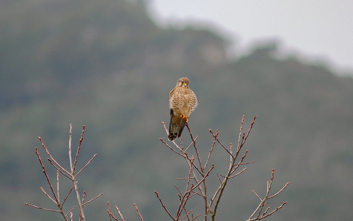 Начин шонхор - ML622646645