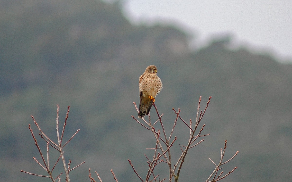 Начин шонхор - ML622646646