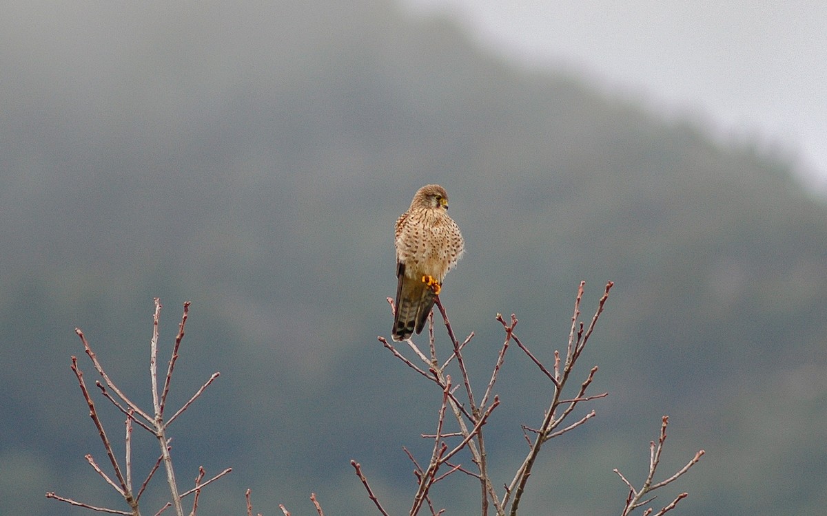 Начин шонхор - ML622646647