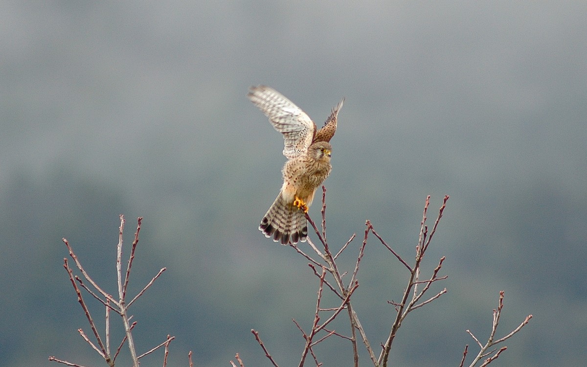 Начин шонхор - ML622646648