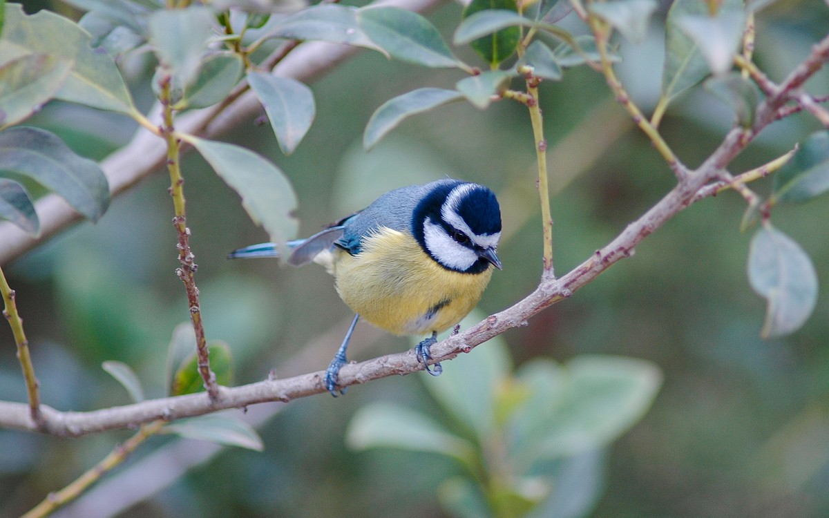 African Blue Tit - ML622646649