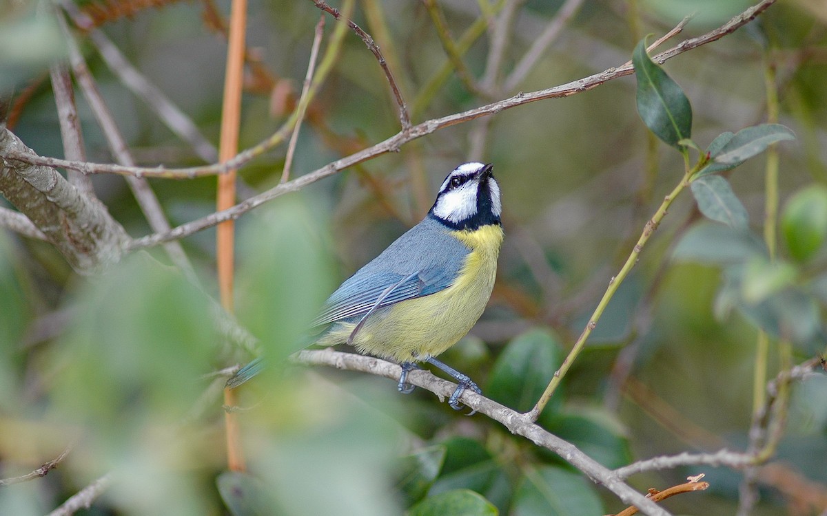 African Blue Tit - ML622646650