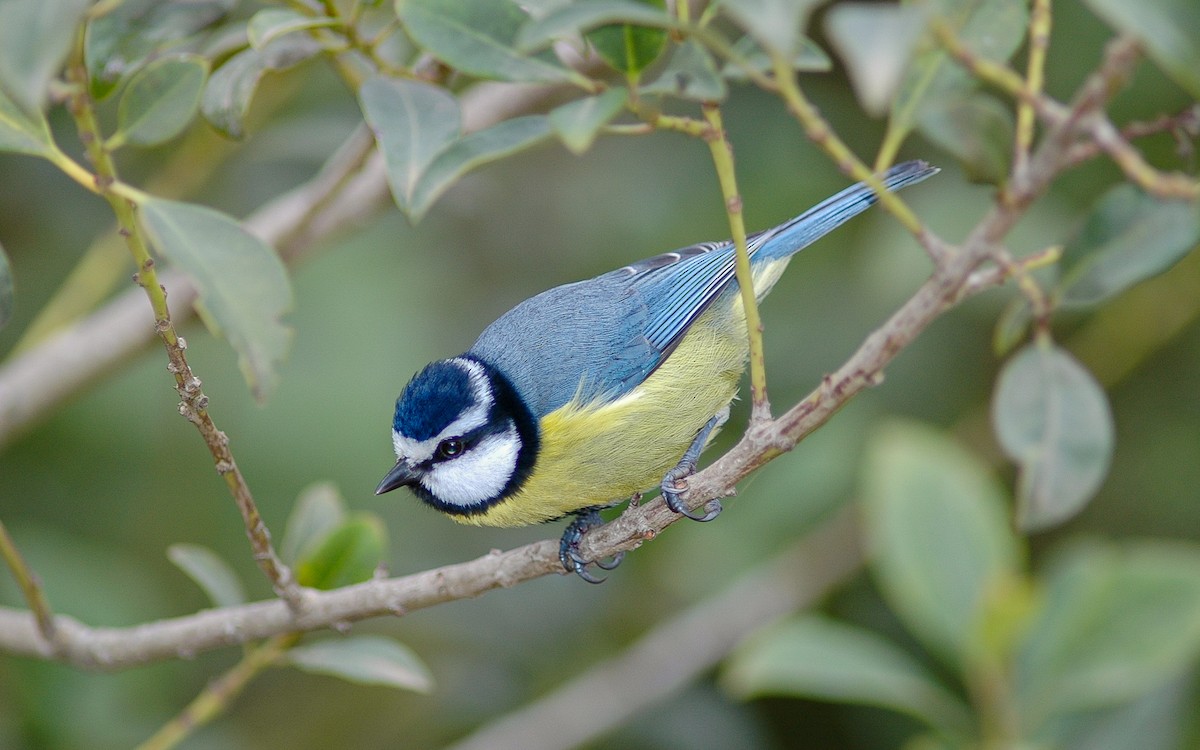 African Blue Tit - ML622646653