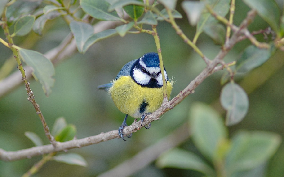 African Blue Tit - ML622646655
