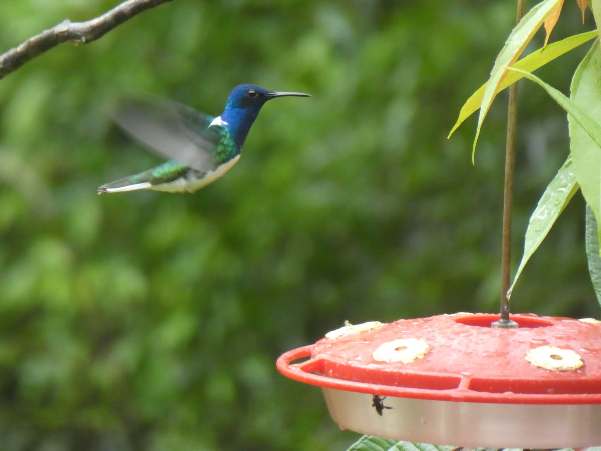 White-necked Jacobin - Chris Gibbs