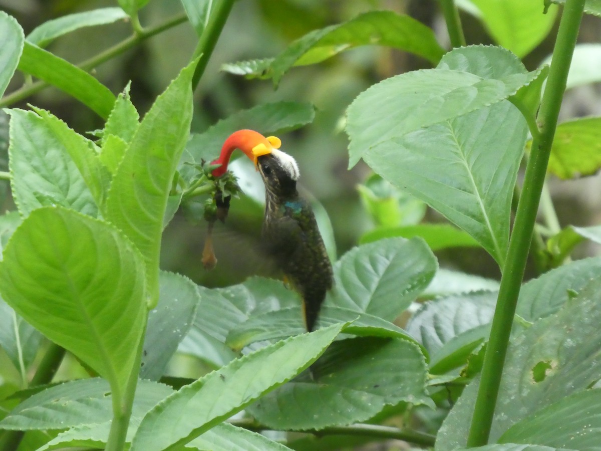 Buff-tailed Sicklebill - ML622646751